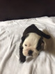 Small Photo #4 Bulldog Puppy For Sale in HEATHROW, FL, USA