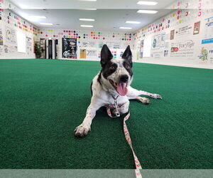 Gypsy Rose - Female Mutt Dog for Adoption - Photo #4