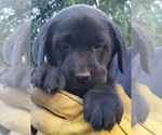 Small #43 Labrador Retriever