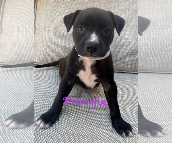 Medium Photo #1 American Pit Bull Terrier-Unknown Mix Puppy For Sale in Mission Viejo, CA, USA
