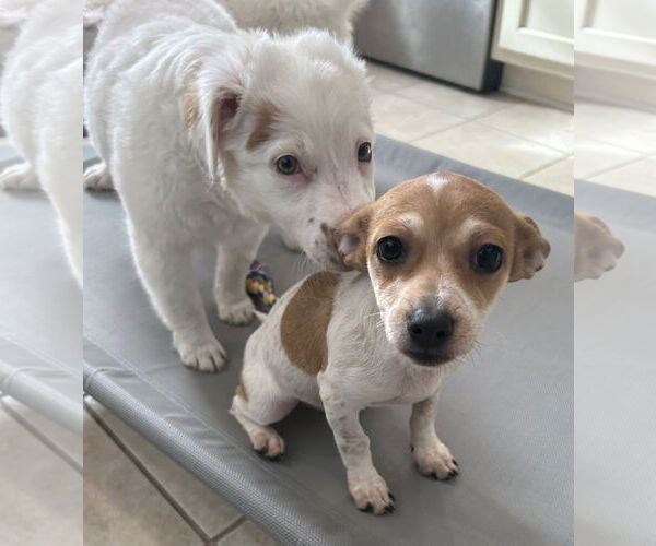 Medium Photo #2 Jack Chi Puppy For Sale in Stephens City, VA, USA