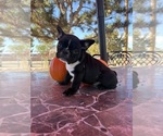 Puppy King Moonshine French Bulldog
