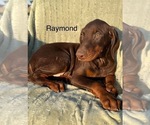 Small Photo #3 Doberman Pinscher Puppy For Sale in POMEROY, OH, USA