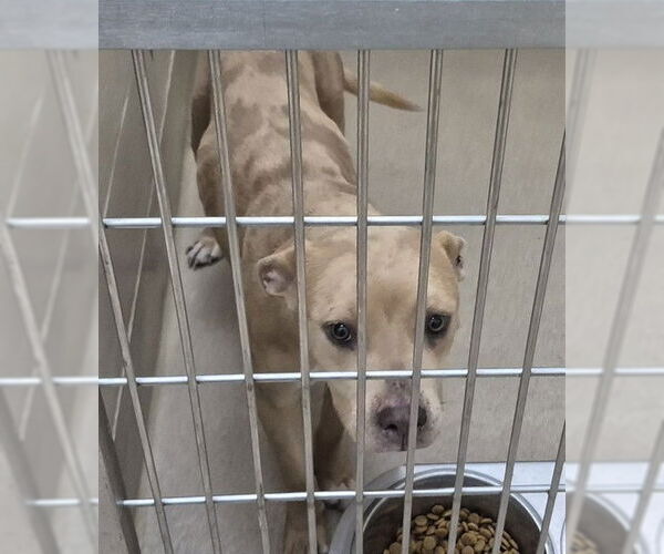 Medium Photo #1 Mutt Puppy For Sale in Decatur, IL, USA