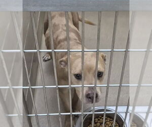 Mutt Dogs for adoption in Decatur, IL, USA