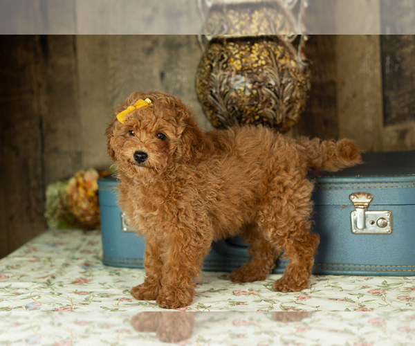 Medium Photo #3 Miniature Labradoodle Puppy For Sale in NAPPANEE, IN, USA