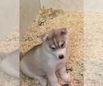 Small Photo #6 Siberian Husky Puppy For Sale in FRESNO, CA, USA