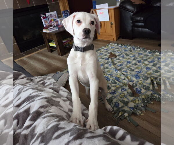 Medium Photo #12 Boxer-Unknown Mix Puppy For Sale in Brooklyn Center, MN, USA