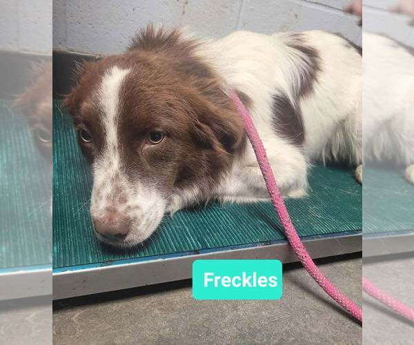 Medium Photo #3 Australian Shepherd Puppy For Sale in Richmond, IN, USA