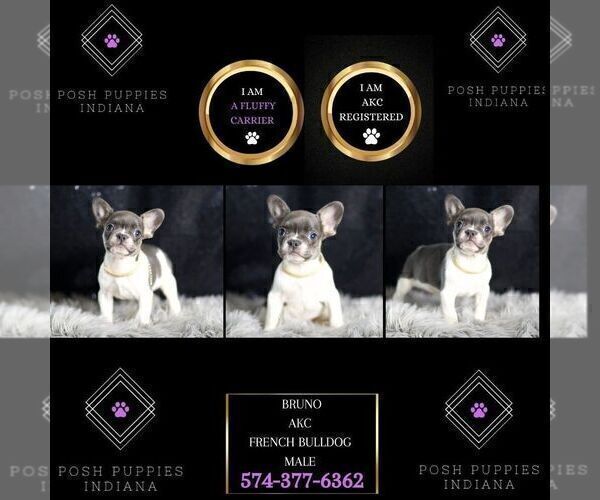 Medium Photo #10 French Bulldog Puppy For Sale in WARSAW, IN, USA