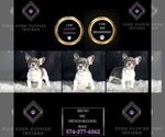 Small Photo #10 French Bulldog Puppy For Sale in WARSAW, IN, USA