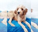 Small Photo #1 Cavapoo Puppy For Sale in EAST EARL, PA, USA