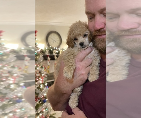 Medium Photo #1 Poodle (Toy) Puppy For Sale in LIVINGSTON, TX, USA