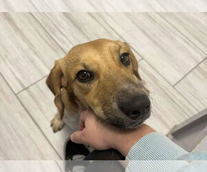 Jack-A-Bee Dogs for adoption in Princeton, MN, USA