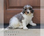 Small #5 Bernedoodle (Miniature) (+ Poodle Miniature)