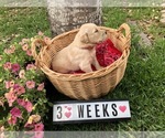 Small Photo #4 Golden Retriever Puppy For Sale in CYPRESS, TX, USA