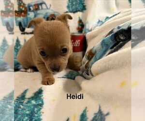 Medium Chihuahua Mix