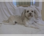 Small Photo #1 Havanese Puppy For Sale in WEST CONCORD, MN, USA