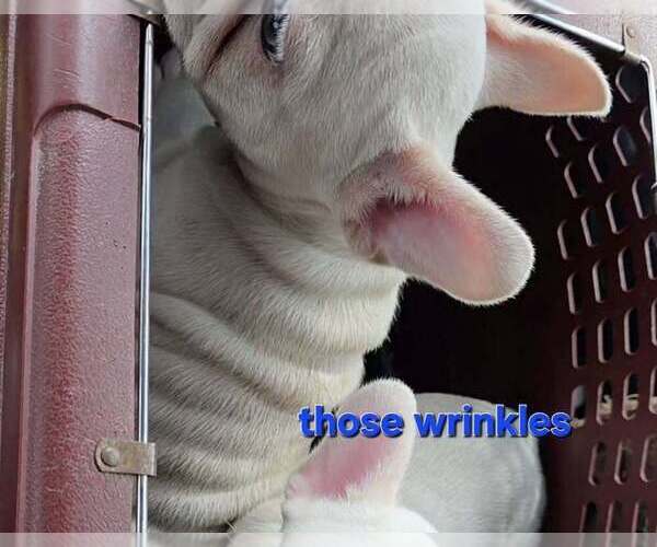 Medium Photo #10 French Bulldog Puppy For Sale in BOSTON, KY, USA