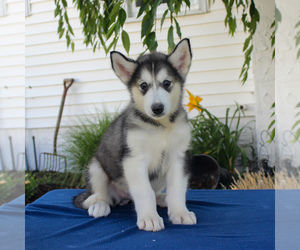 Alaskan Malamute Puppy for sale in GAP, PA, USA