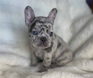 French Bulldog Puppy for sale in OAKDALE, CA, USA