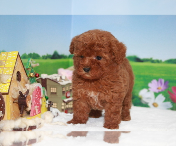 Medium Photo #4 Poodle (Toy) Puppy For Sale in MANHATTAN, NY, USA