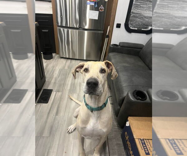 Medium Photo #3 Great Dane-Unknown Mix Puppy For Sale in Bullard, TX, USA