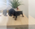 Small Photo #5 Dachshund Puppy For Sale in WEST HILLS, CA, USA