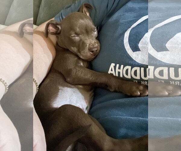 Medium Photo #2 Mutt Puppy For Sale in Royal Palm Beach, FL, USA