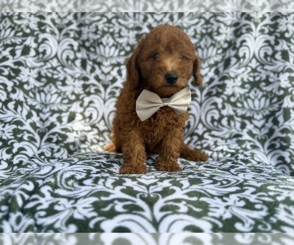 Medium Photo #4 Goldendoodle (Miniature) Puppy For Sale in LAKELAND, FL, USA