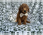 Small #3 Goldendoodle (Miniature)