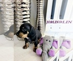 Small Photo #13 Dachshund Puppy For Sale in THORNTON, CO, USA
