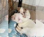 Small Boston Terrier
