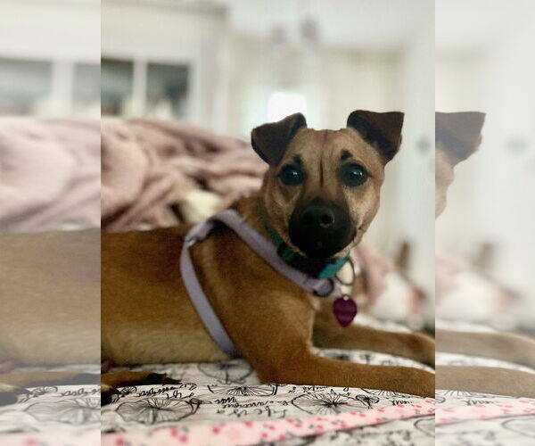 Medium Photo #7 Chihuahua-Unknown Mix Puppy For Sale in Minneapolis, MN, USA