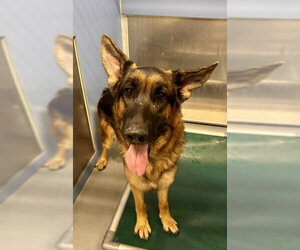 FLOPPY - Male German Shepherd Dog Dog for Adoption - Photo #2