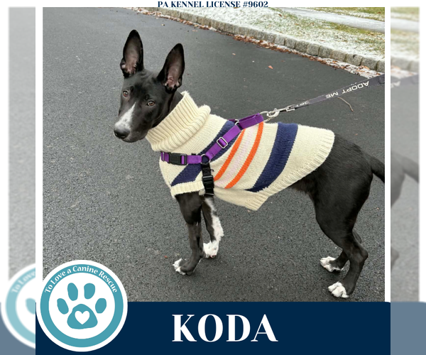 Medium Photo #11 Border Collie-Unknown Mix Puppy For Sale in Kimberton, PA, USA