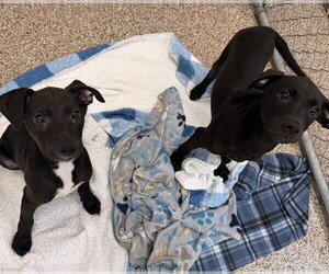 Labrador Retriever-Unknown Mix Dogs for adoption in Hilton Head, SC, USA
