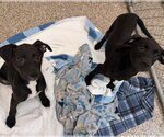 Small Labrador Retriever Mix