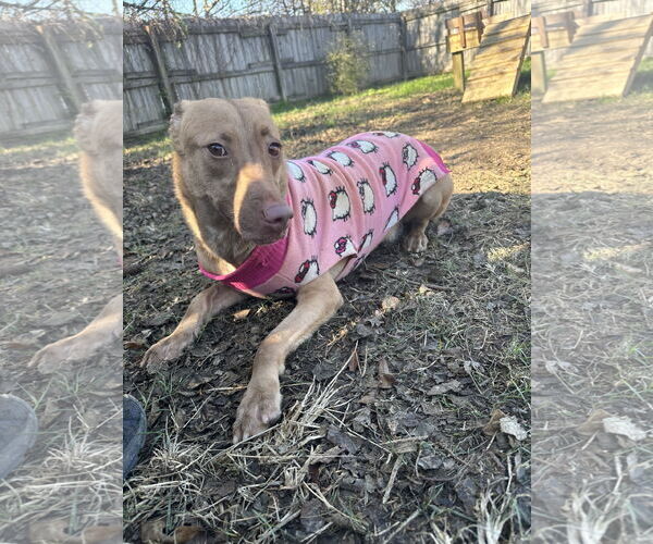 Medium Photo #4 Labrador Retriever-Unknown Mix Puppy For Sale in Jackson, MS, USA
