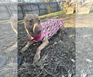 April - Female Labrador Retriever-Unknown Mix Dog for Adoption - Photo #4
