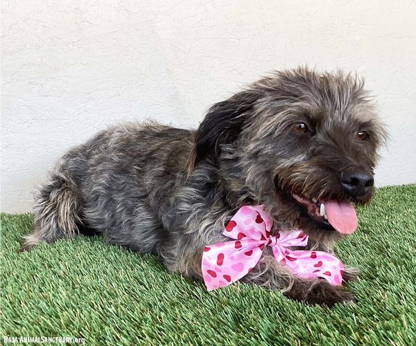 Medium Photo #2 Silky Terrier-Unknown Mix Puppy For Sale in San Diego, CA, USA