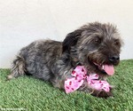 Small #1 Silky Terrier Mix