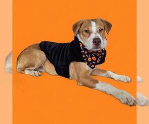 Mutt Dogs for adoption in Bakersfield, CA, USA