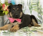 Small Photo #3 German Shepherd Dog Puppy For Sale in LANCASTER, PA, USA