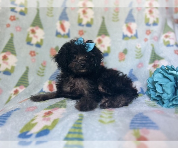 Medium Photo #1 Cavapoo Puppy For Sale in LAKELAND, FL, USA