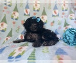 Small Photo #1 Cavapoo Puppy For Sale in LAKELAND, FL, USA