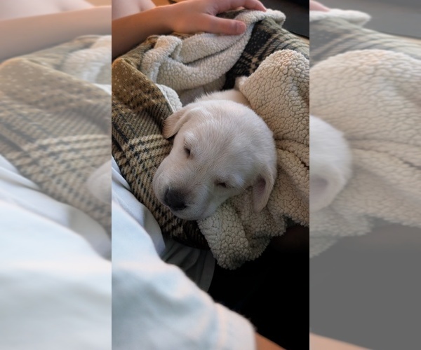 Medium Photo #3 Labrador Retriever Puppy For Sale in FORT LUPTON, CO, USA