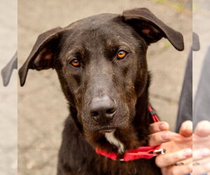 Labrador Retriever-Unknown Mix Dogs for adoption in Canton, CT, USA