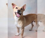 Small #1 Dachshund Mix