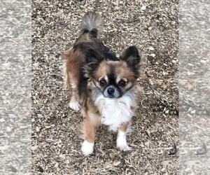 Mother of the Chihuahua puppies born on 11/23/2025